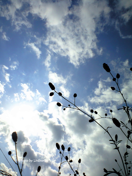 ワレモコウと青空-1.jpg