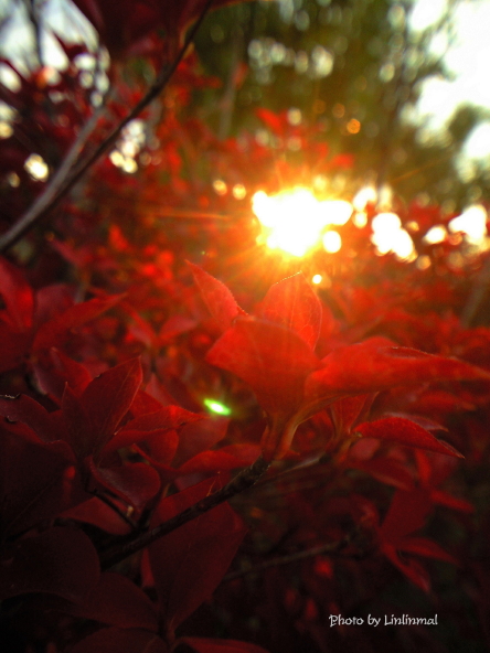 紅を照らす光-1.jpg