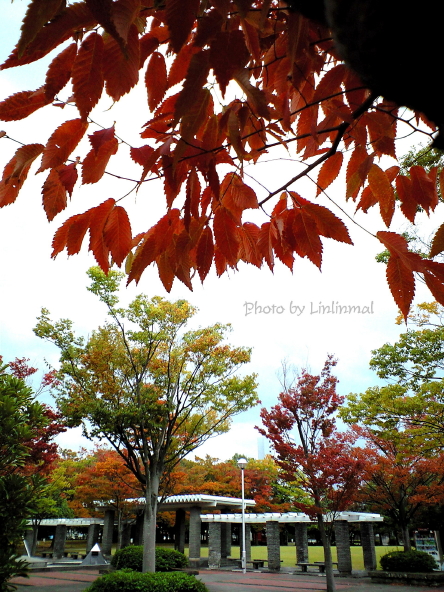 彩り始めた公園-1.jpg